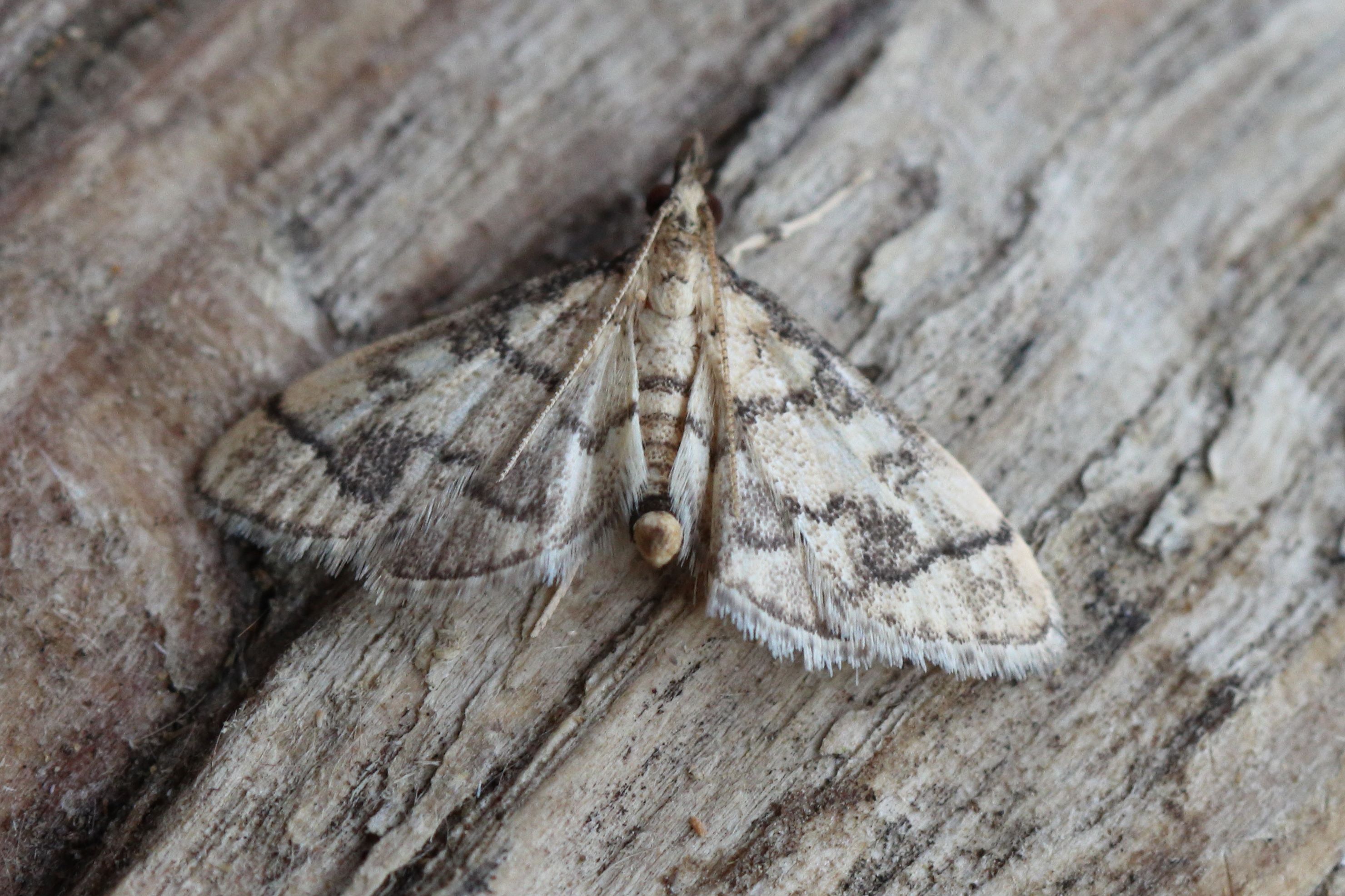 Photo of Metasia ophialis